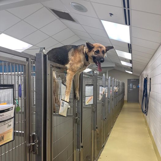 Would-be escapee really wants to find her family