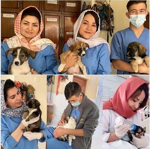 Kabul Small Animal Rescue launches ‘Operation Hercules’ to save 130 animals and shelter workers