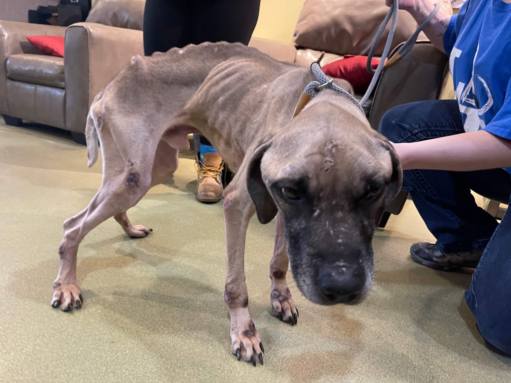 Good Samaritans rescue skin-and-bones dog found running loose in St. Louis
