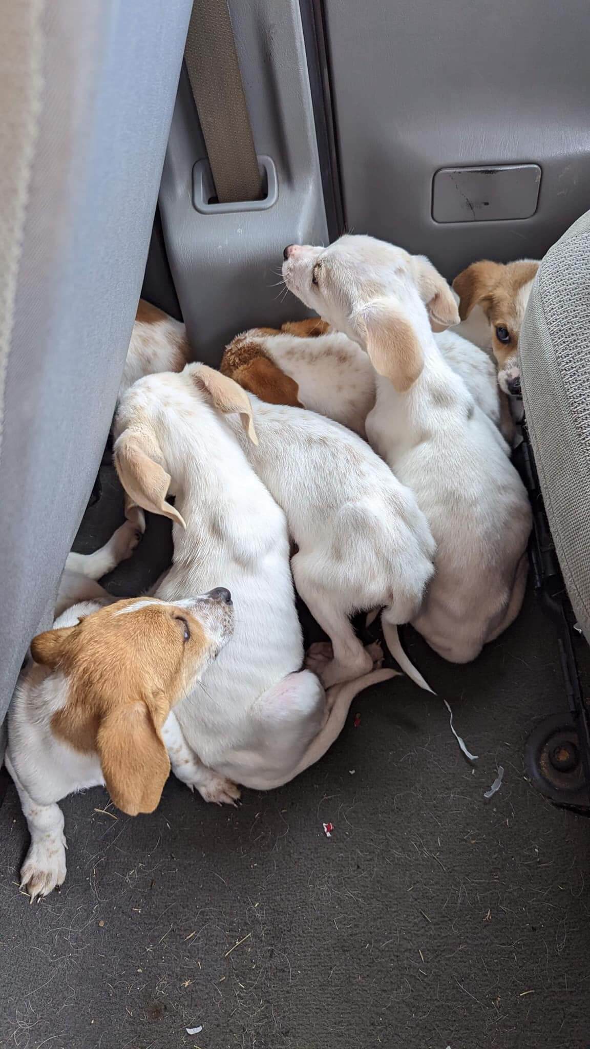 Hunters discovered 8 dumped puppies abandoned near boat ramp