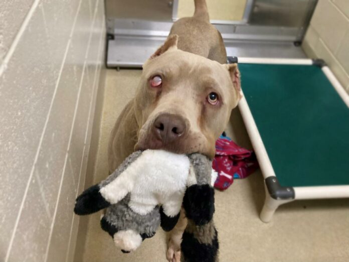 ‘Big and goofy’ Smoke promises to steal your heart the moment you meet