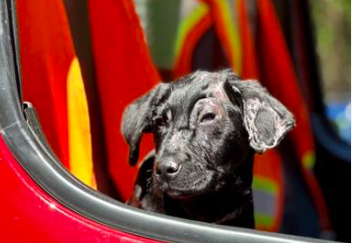 Firefighter adopts puppy badly burned in house fire and will teach children about fire safety