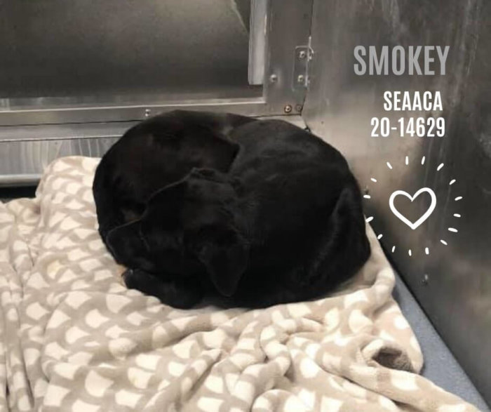 UPDATE: Smokey the big black dog at shelter who gave up
