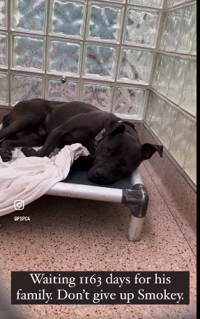 1500 days at shelter full of life pup has not lost hope of being adopted