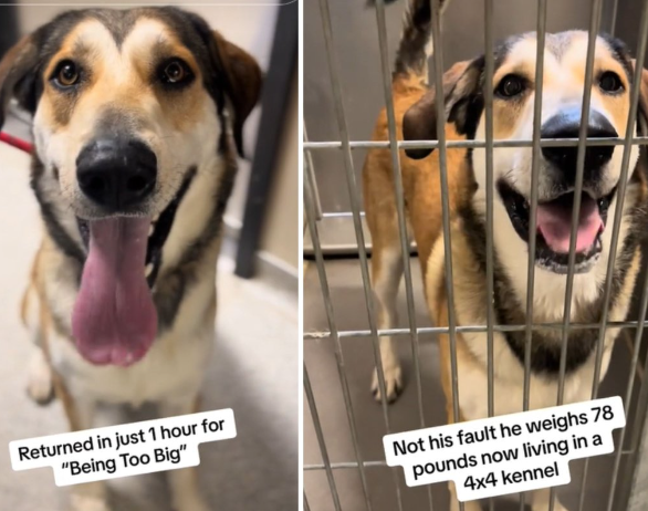 Adopter returns shepherd to animal shelter after one hour because he was ‘too big’