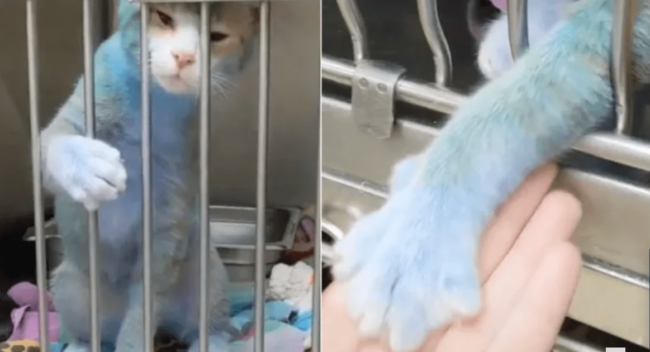 Video of cat at shelter with blue fur feared he had been used as bait in dog fighting ring