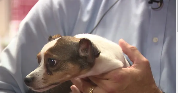 Cobb County police arrest man caught on video throwing small dog against ceiling in apartment