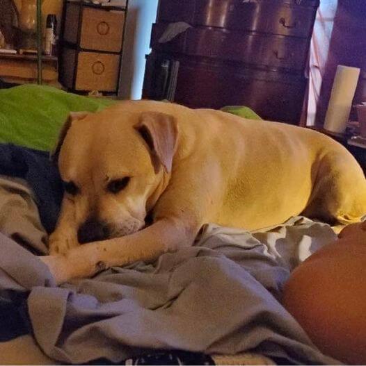 Missing after family’s house burned down: Help find Snickers