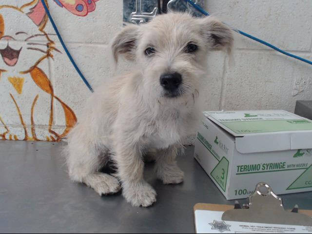 Family returned dog to shelter after they adopted him but still get more time ‘to change their mind’