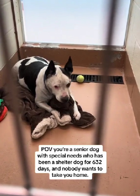 Senior pup at shelter more than 630 days is breaking our hearts