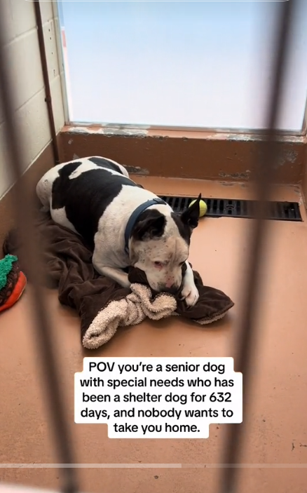 ‘Snoopy’ still at shelter over 650 days and breaks our hearts sucking on his blanket to soothe his loneliness