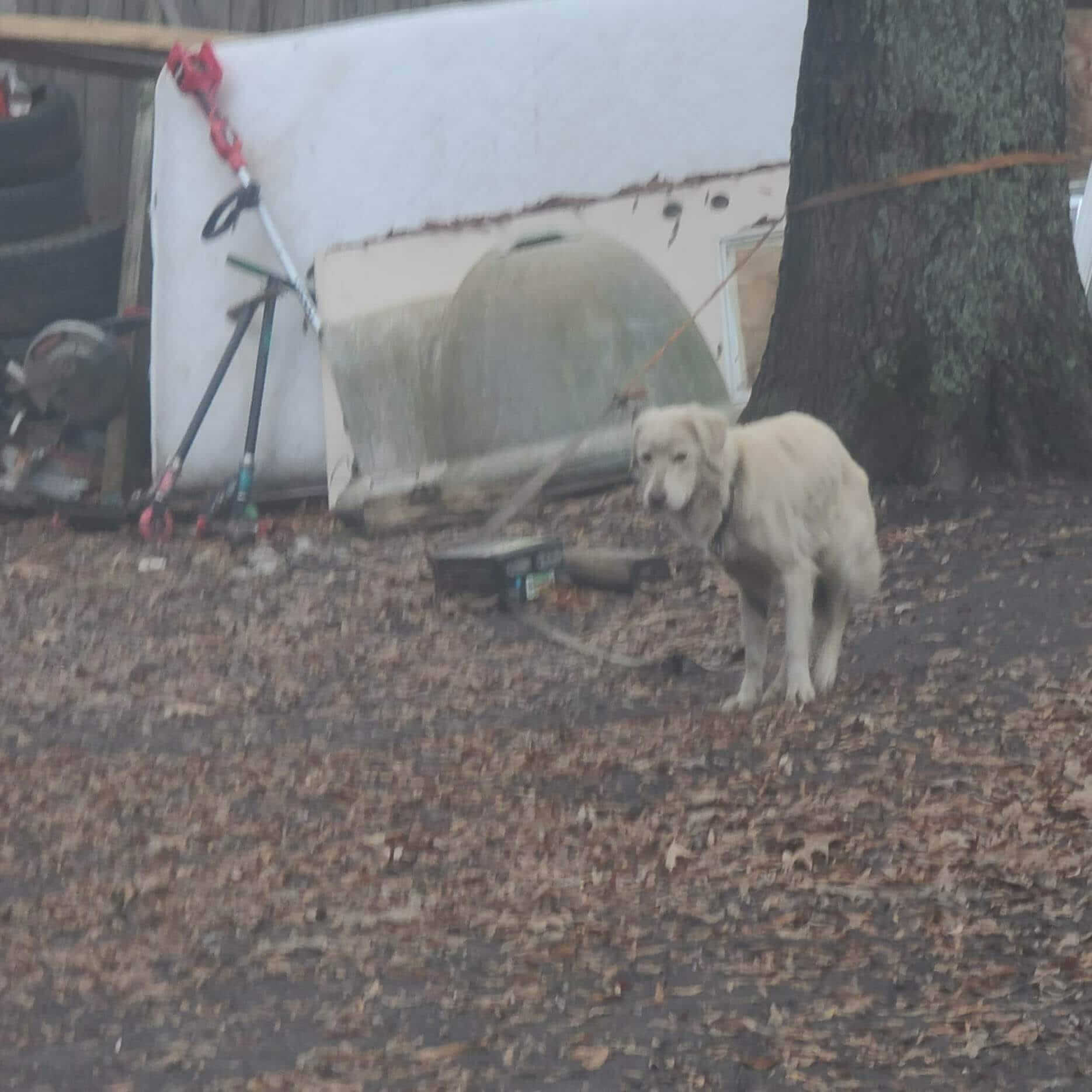 Dog owner looked the other way but Snowy’s healing begins today thanks to local Arkansas rescue