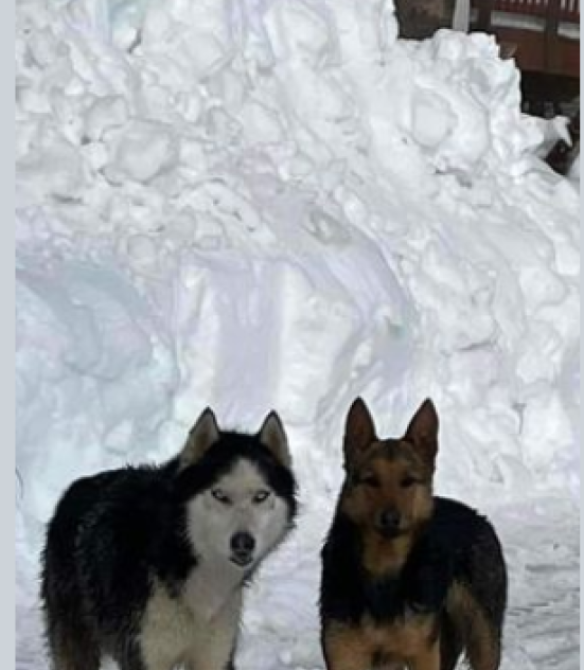 Two dogs rescued from snowy rooftop in California town by firemen