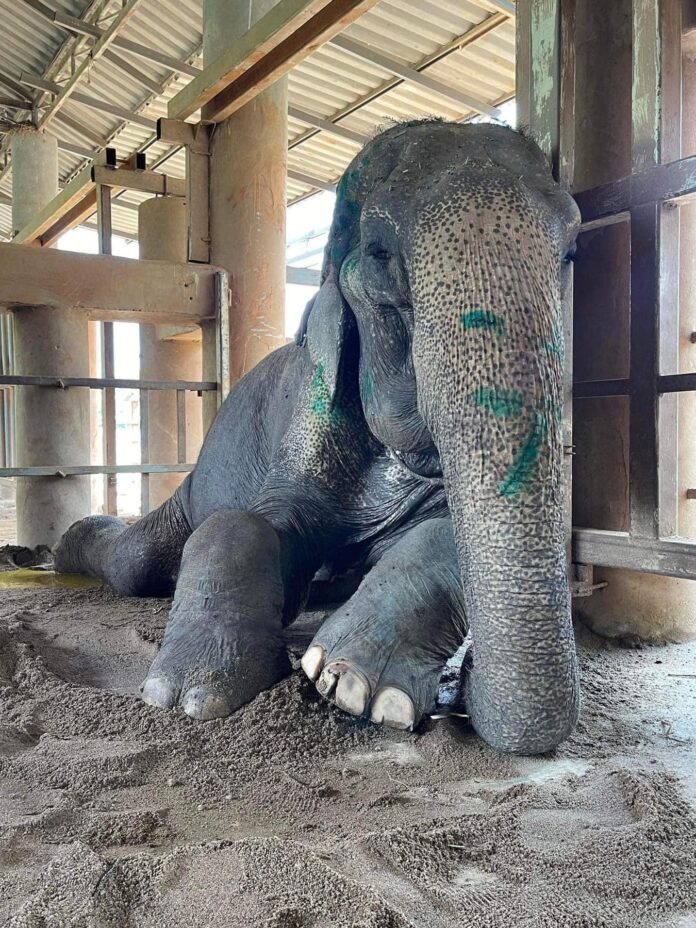 87-year-old elephant takes first freedom steps at sanctuary