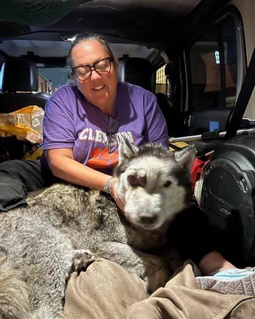Abandoned husky severely injured found by Good Samaritan now in care of Stray Rescue of St. Louis
