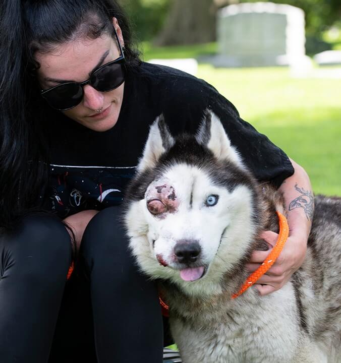 Update on severely injured husky rescued by St. Louis rescue slowly improving but…