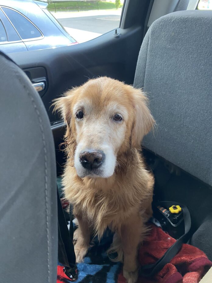 Staff stunned by owner’s lack of emotion as he dumps his 14-year-old dog at shelter