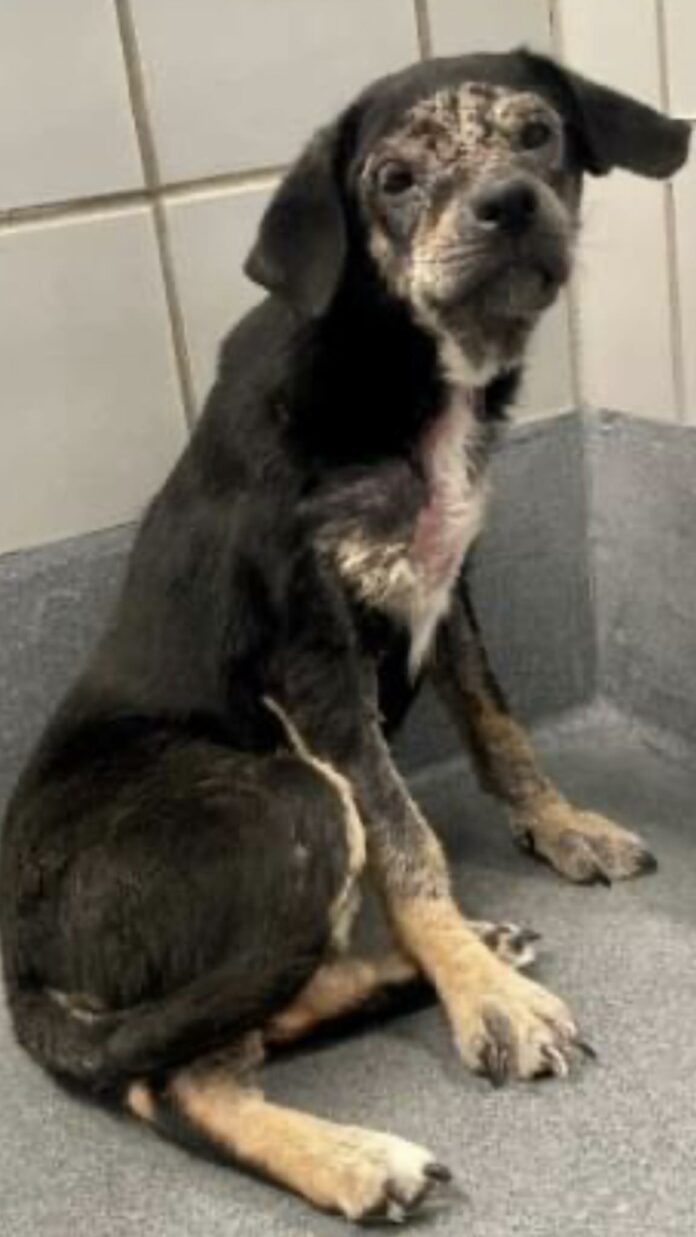 Hero needed: Abandoned 6 month old shepherd needs a kind person to give her a chance