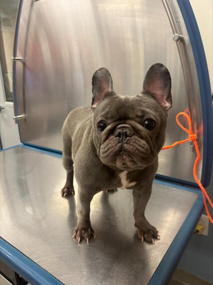 Emergency rescue commitment needed for young overweight French bulldog