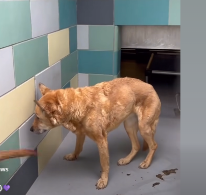 Senior shepherd at shelter doesn’t even have a blanket and now she’s about to lose her life