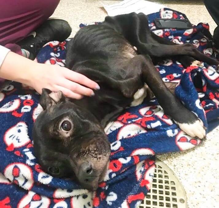 Sophie found lying lifeless in backyard of vacant house needs our help