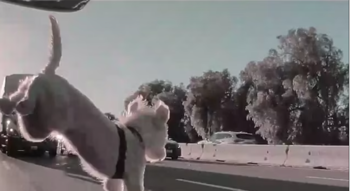 Six month old puppy jumps out of moving car onto busy freeway and survives