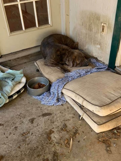 Dog would not leave front door of her abandoned home