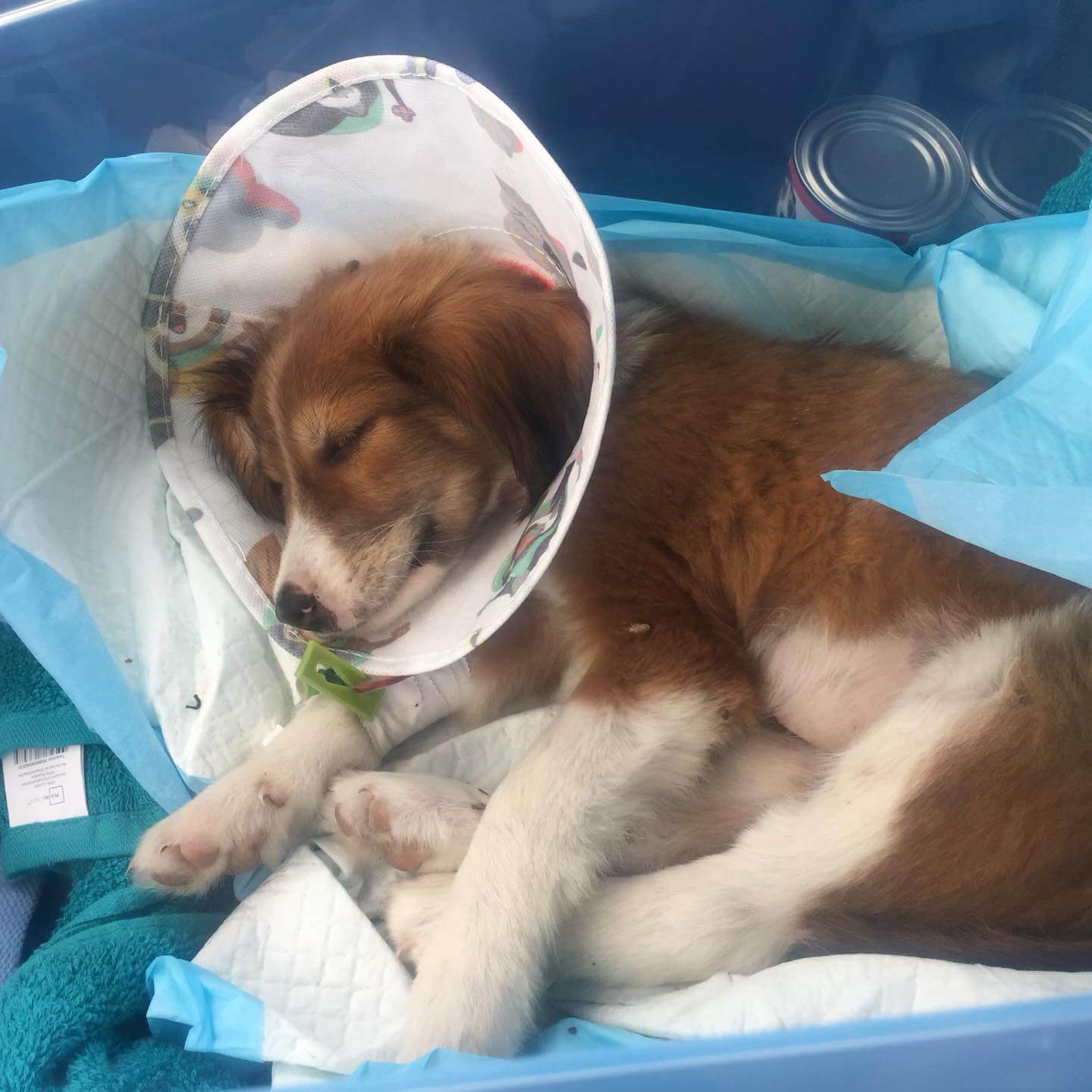 Puppy found abandoned in a box on side of road crying out for help