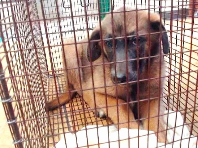 Saddest shelter puppy wakes to a morning with little reason for waking