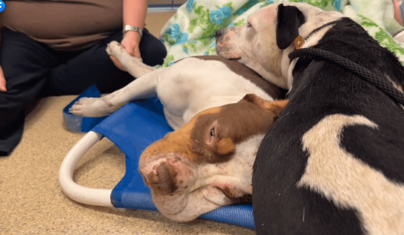 Heartbreaking story of best friends ‘Heart’ and ‘Soul’ and how rescuers grieved trying to help