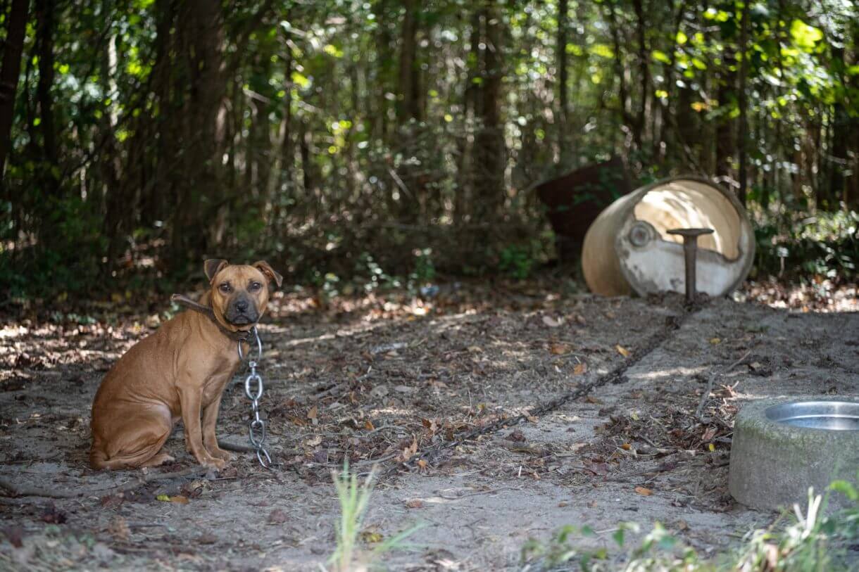 275 dogs rescued during sting of alleged dogfighting ring in South Carolina