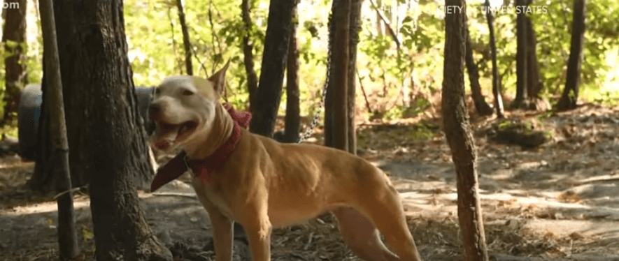 south-carolina-dogs1