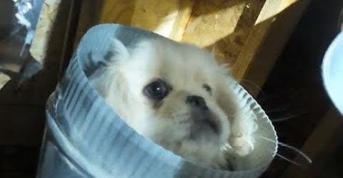 Puppy rescued by Denver firemen after falling through 3rd floor vent