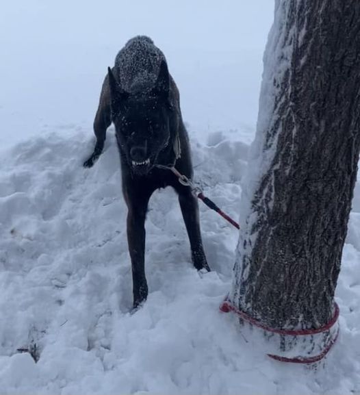 Dog left tethered to tree and left outside of Salt Lake animal shelter during historic storm