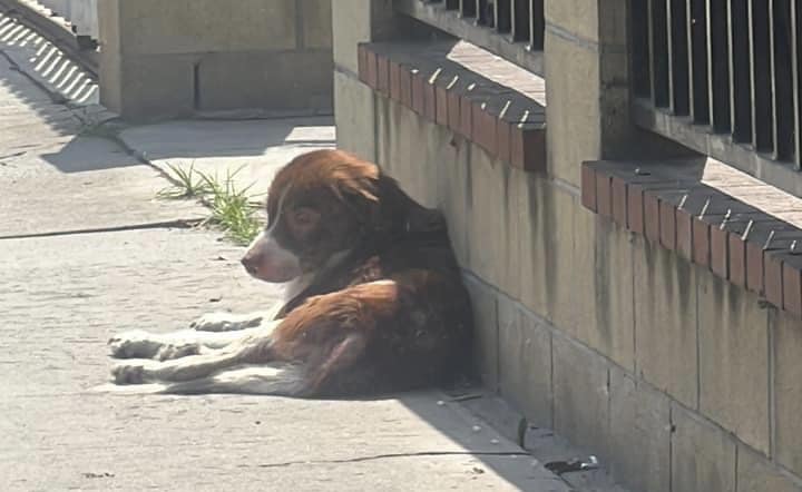 southgate-dog-1