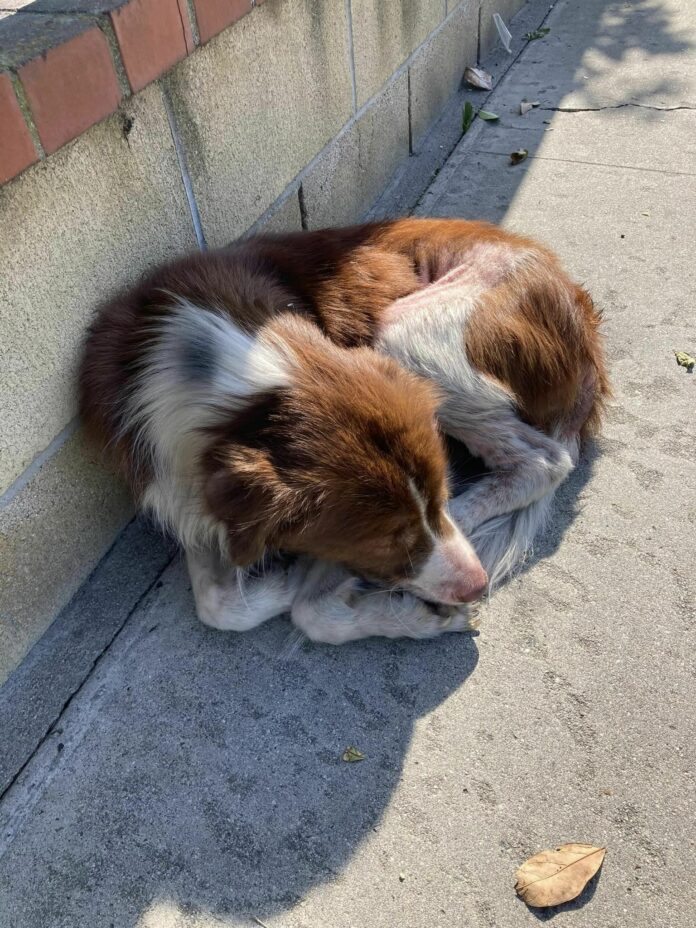 Poor pup dragged by rope, left behind and there he waited for 24 hours