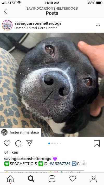 Sweet ‘Spaghettios’ has been at the shelter too long and needs our help