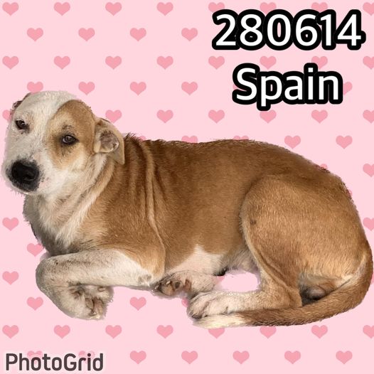 spain-the-dog-1-1