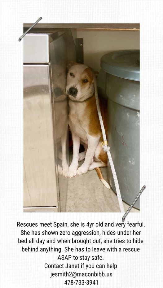 Spain the dog