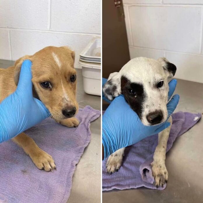 Two starving puppies dumped at gun range found hiding behind target stands