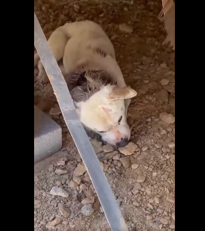 Pitiful pup laid under a mobile home and everyone ignored him until a Good Samaritan reached out for help