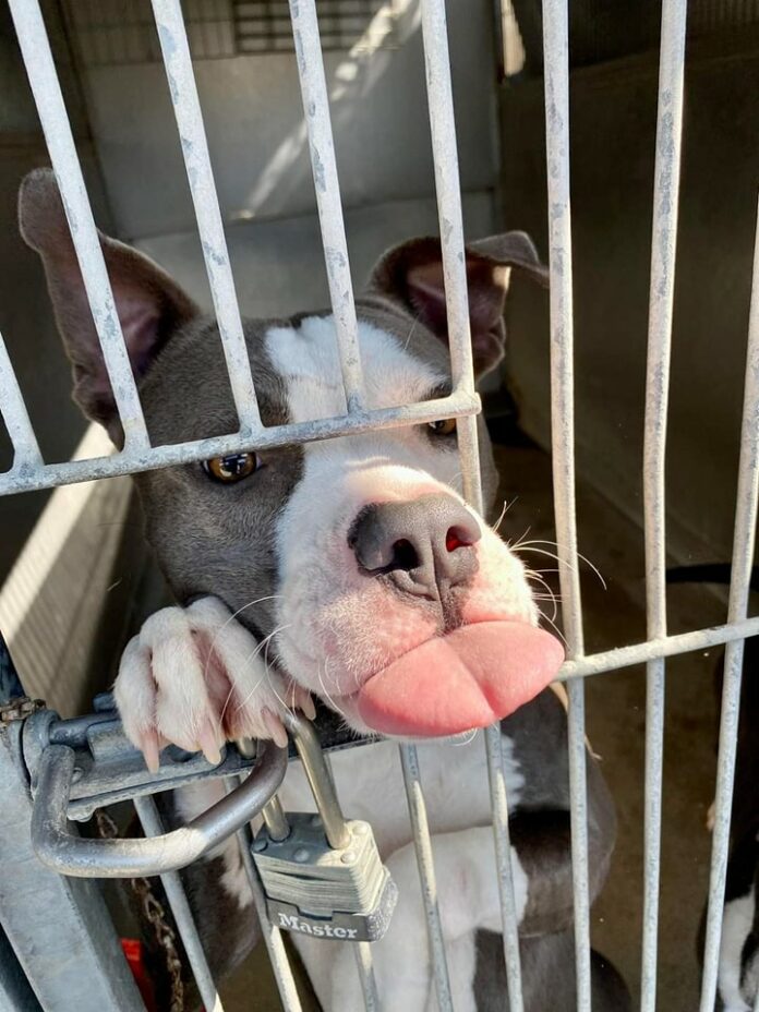 ‘Why not me?’ Sweet pup at California shelter for months and time has run out