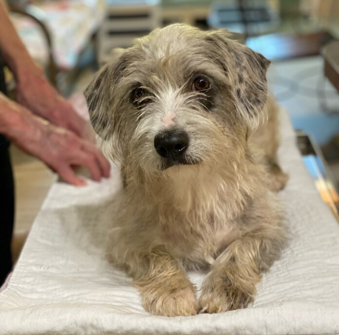 Scared pup left tied to a speed limit sign late at night