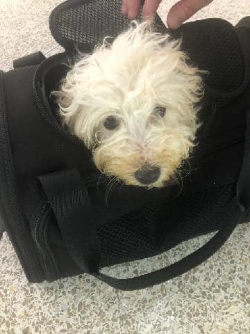 Injured puppy abandoned at Indianapolis International Airport