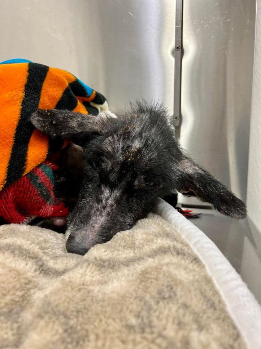 Sometimes rescuers have to say ‘goodbye’ before they barely have time to say ‘hello’