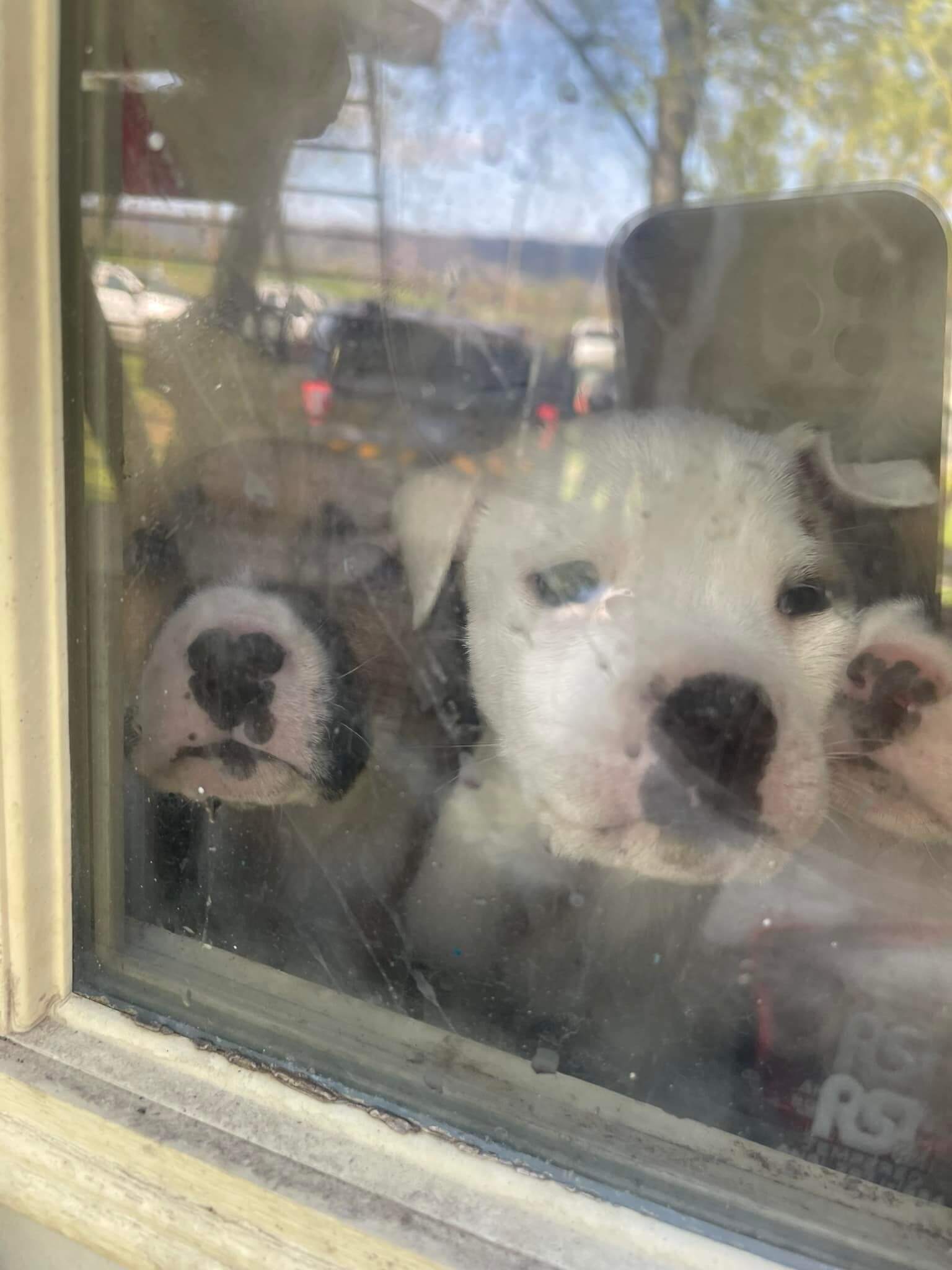 Seven dogs abandoned inside home for weeks found by police and welcomed to Pennsylvania rescue