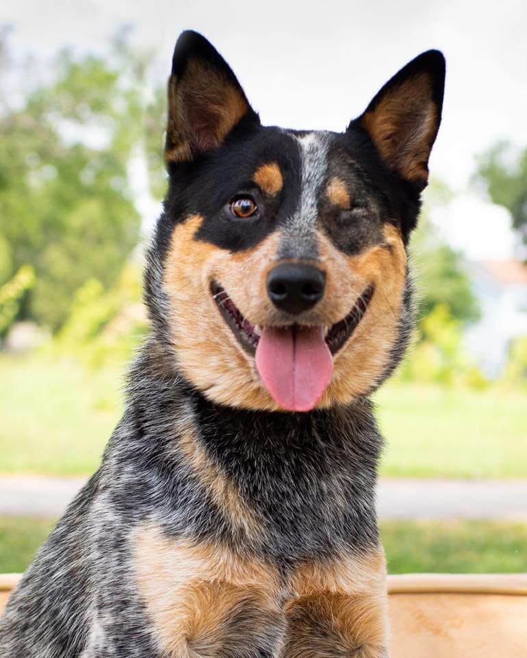 Miraculous recovery for Spike who had been purposely struck by a car as he played with a child