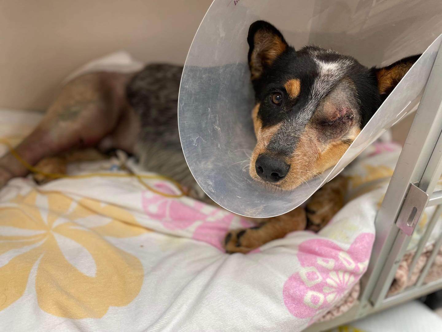 Dog purposely struck by a car as child played with him recovering from surgeries