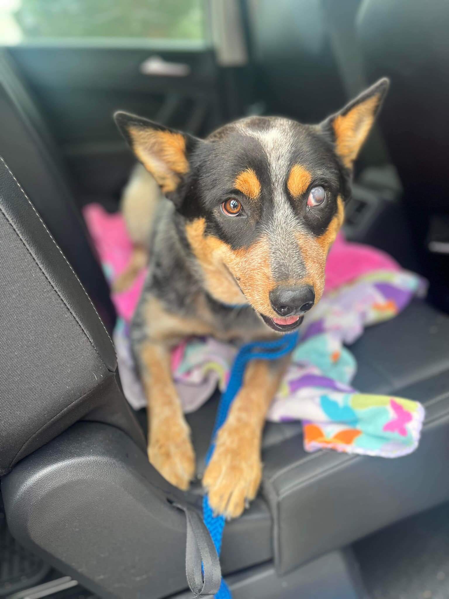 Puppy grew up as children threw rocks at him and then he was hit by a car