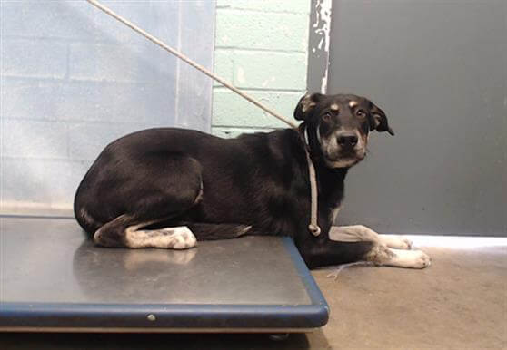 Young Lab pup concerned and confused and needs our help now